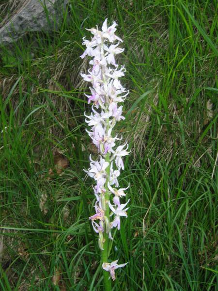 Orchis mascula