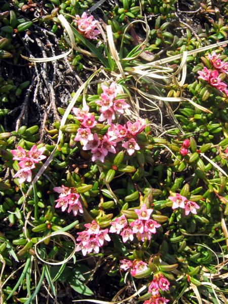Kalmia procumbens (= Loiseleuria procumbens) / Azalea delle alpi