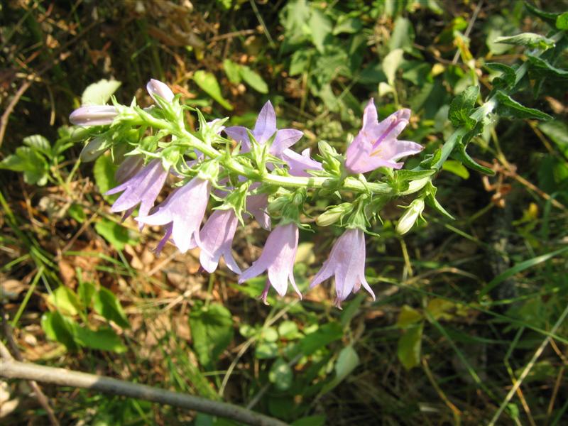 Campanula  bononiensis / Campanula bolognese