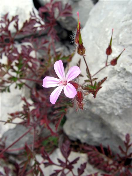 Geranium robertianum / Geranio di S.Roberto