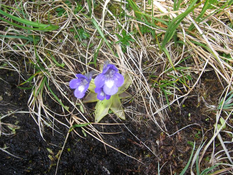 Pinguicula leptoceras / Erba unta bianco-maculata