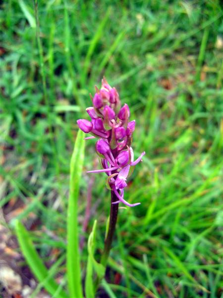 Orchis fragrans