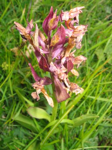 Orchis fragrans