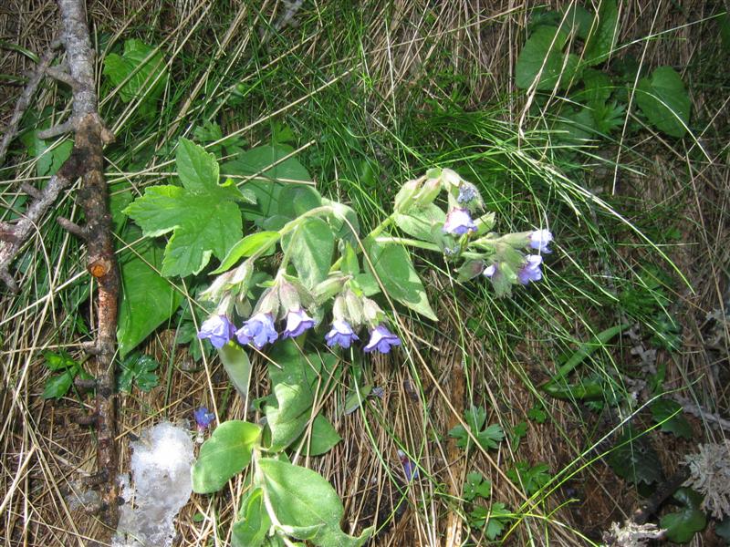 da Torraggio in liguria - Pulmonaria vallarse