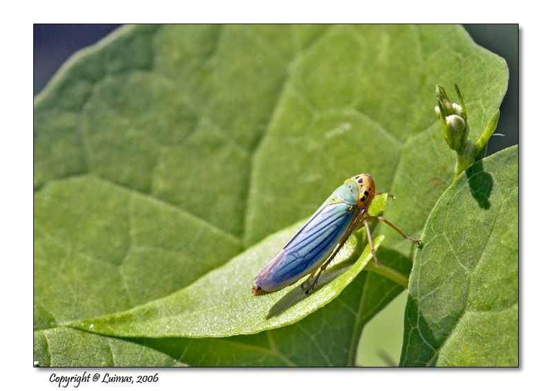 Cicadella viridis