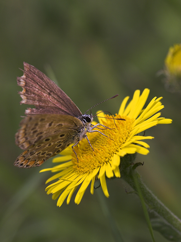 Polyommatus icarus