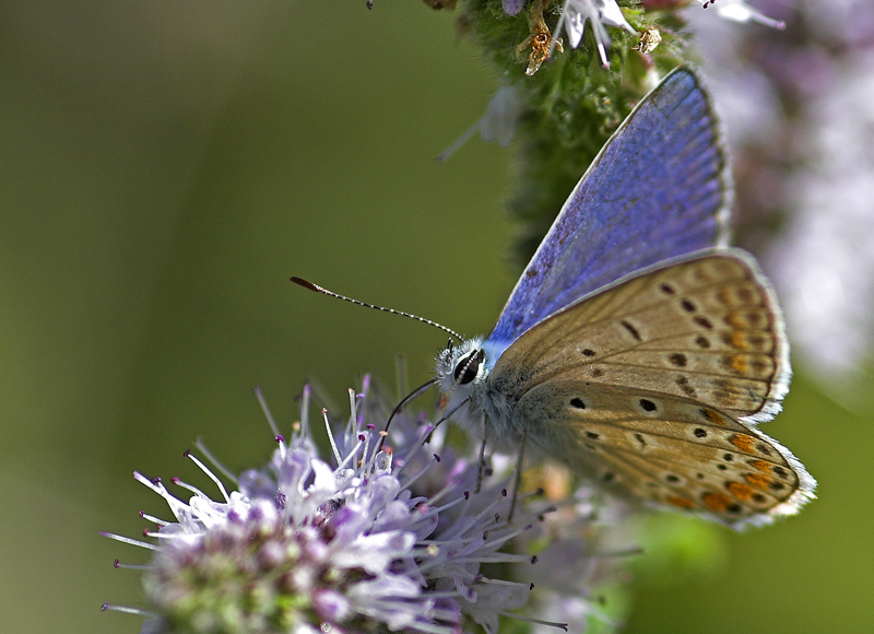 Polyommatus icarus