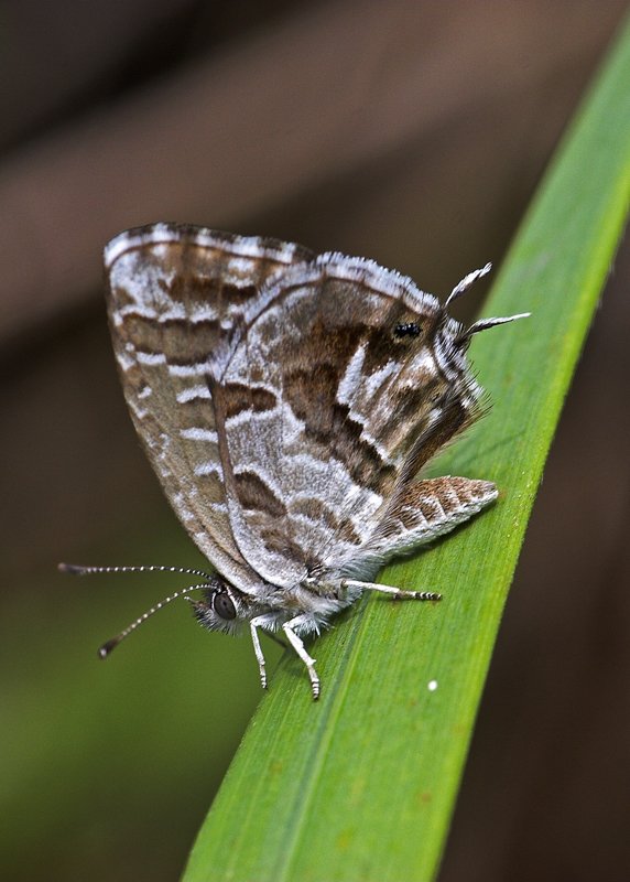 Cacyreus marshalli