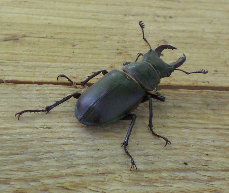 Lucanus cervus