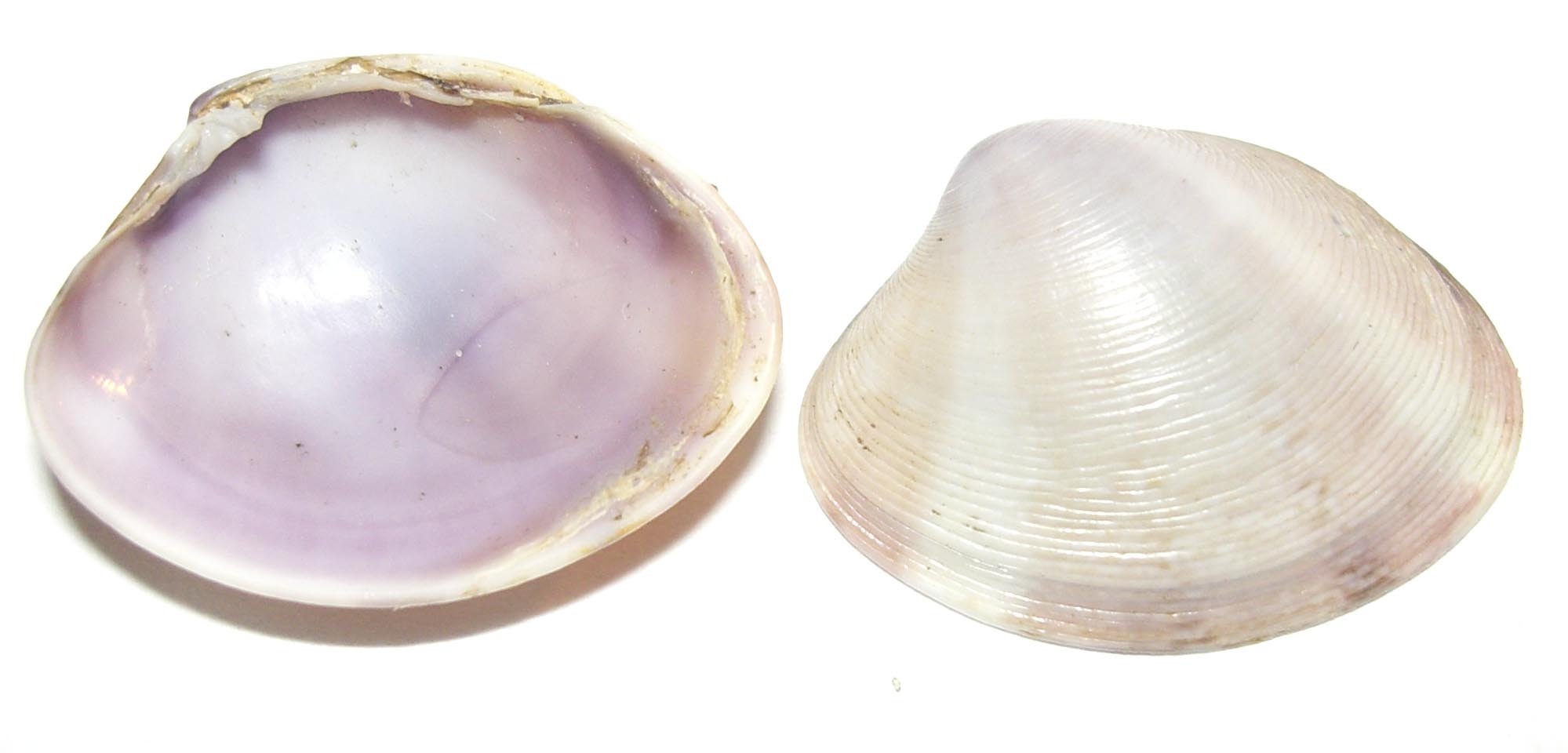 Pectinidae