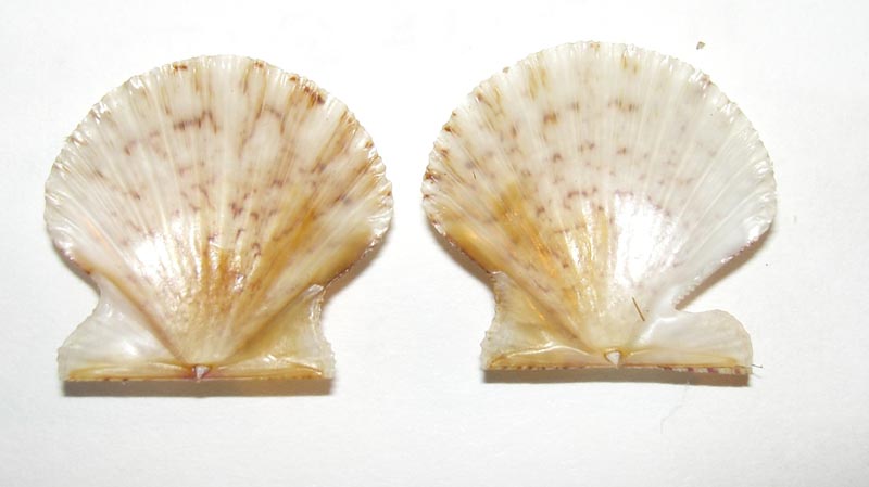 Pectinidae