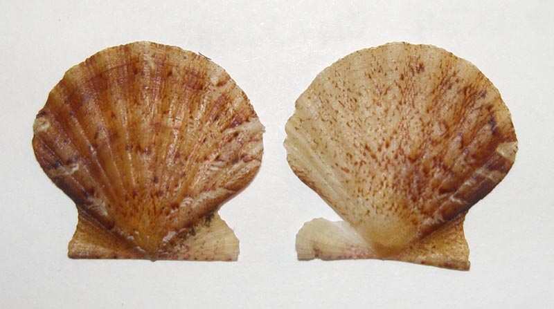 Pectinidae