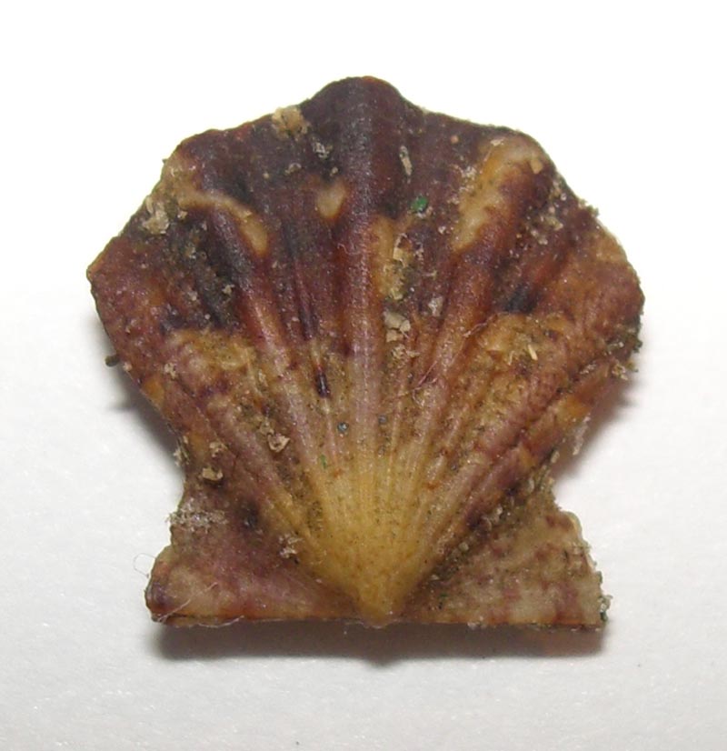 Pectinidae