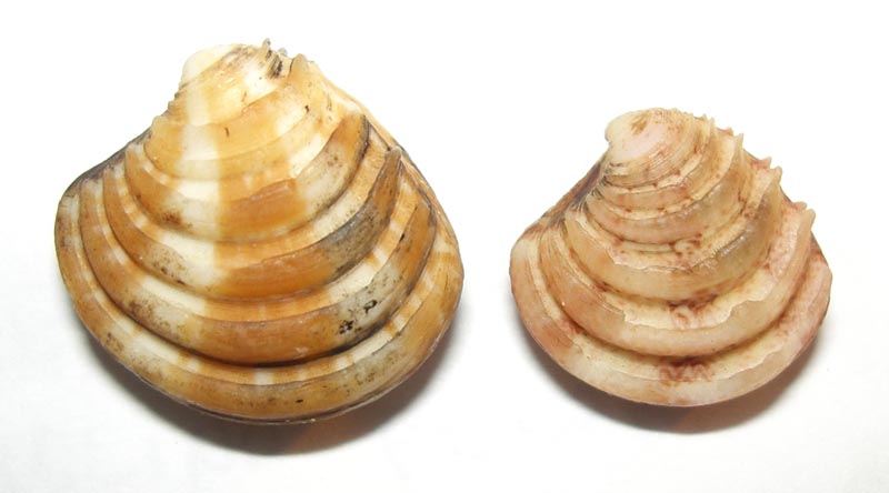 Pectinidae