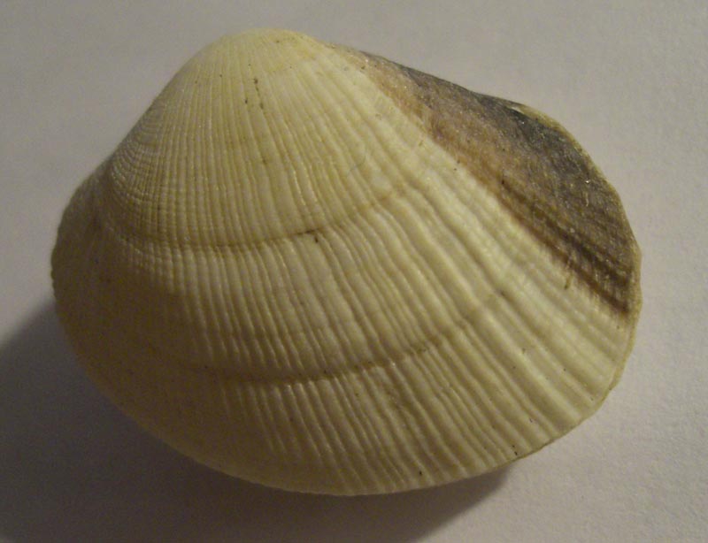 Pectinidae