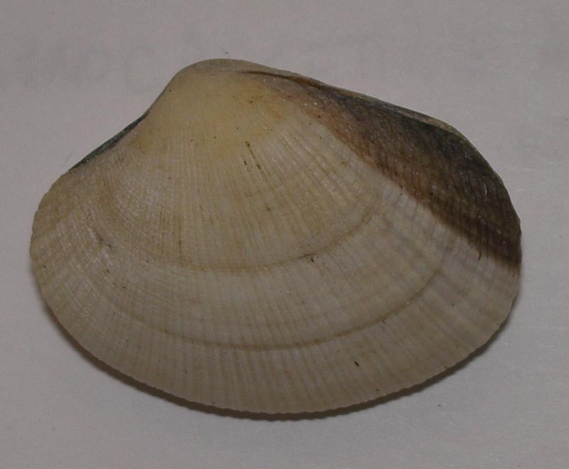 Pectinidae