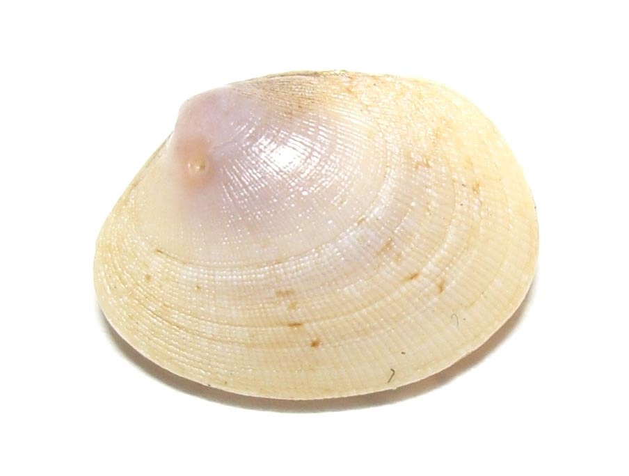 Pectinidae