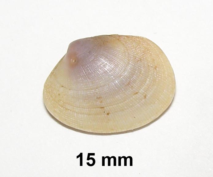 Pectinidae