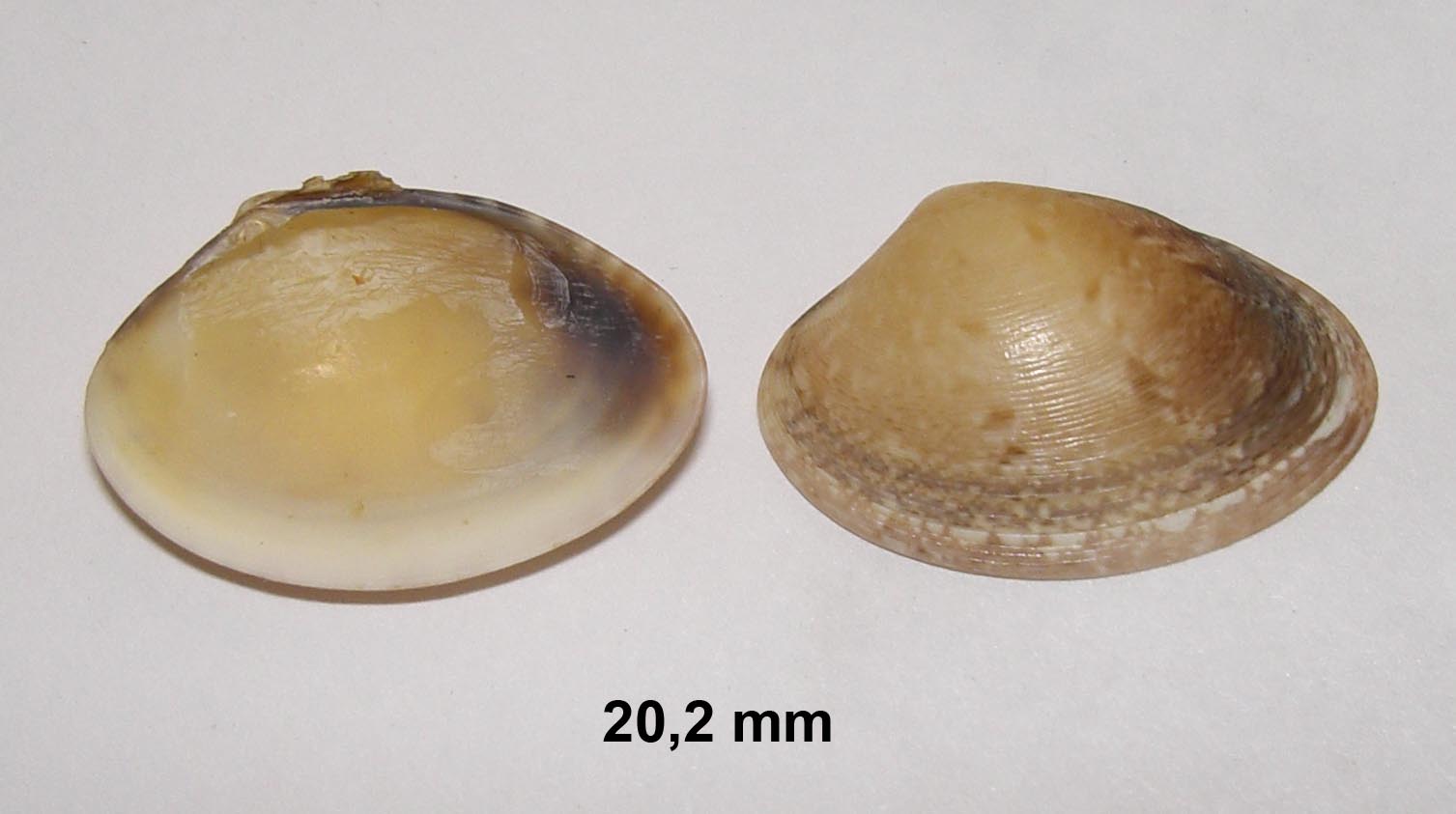 Bivalve da determinare D05