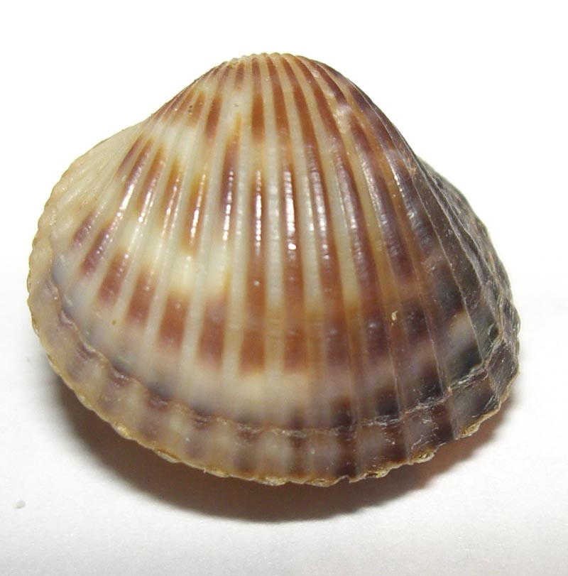 Pectinidae