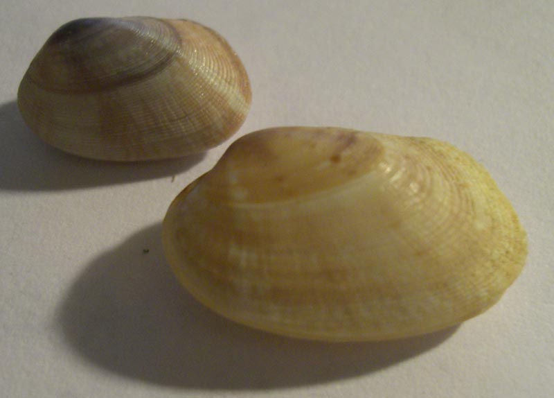 Pectinidae