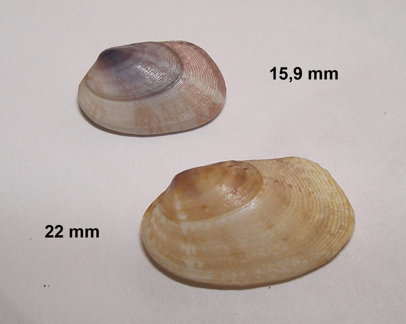 Bivalve da determinare D05