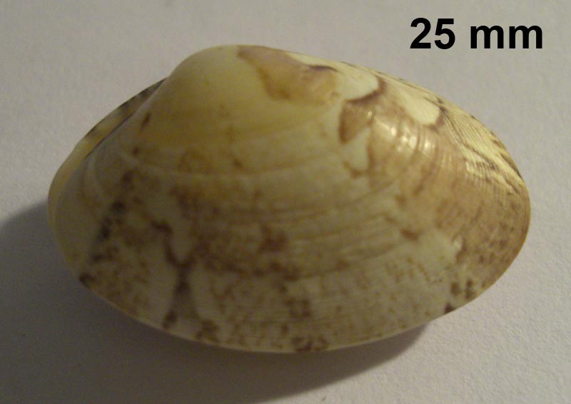 Bivalve da determinare D05