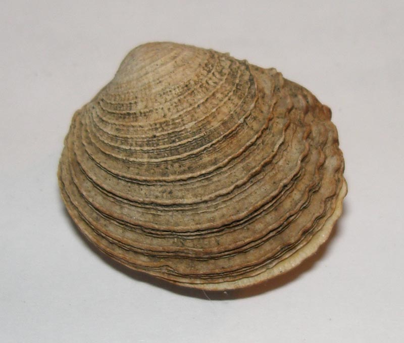 Bivalve Ostico part two