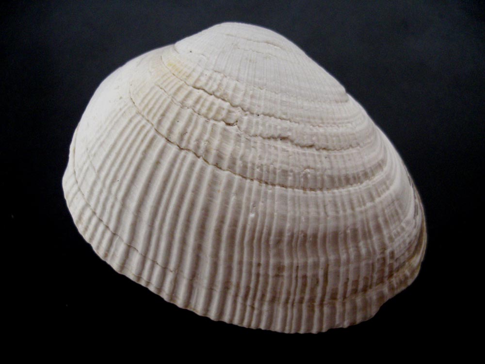 Pectinidae