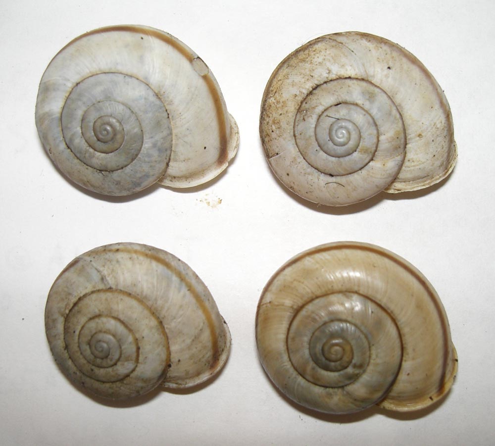 Chilostoma cingulatum da Verona