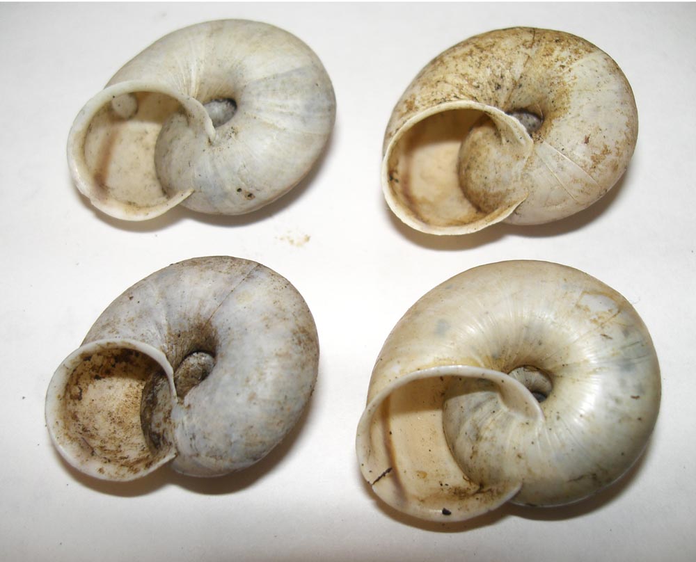 Chilostoma cingulatum da Verona