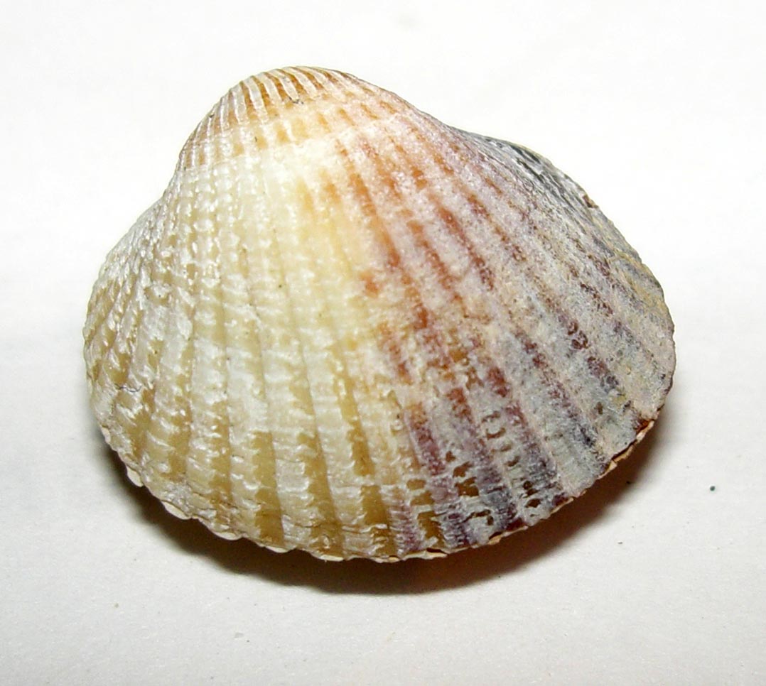Cerastoderma edule e Cerastoderma glaucum