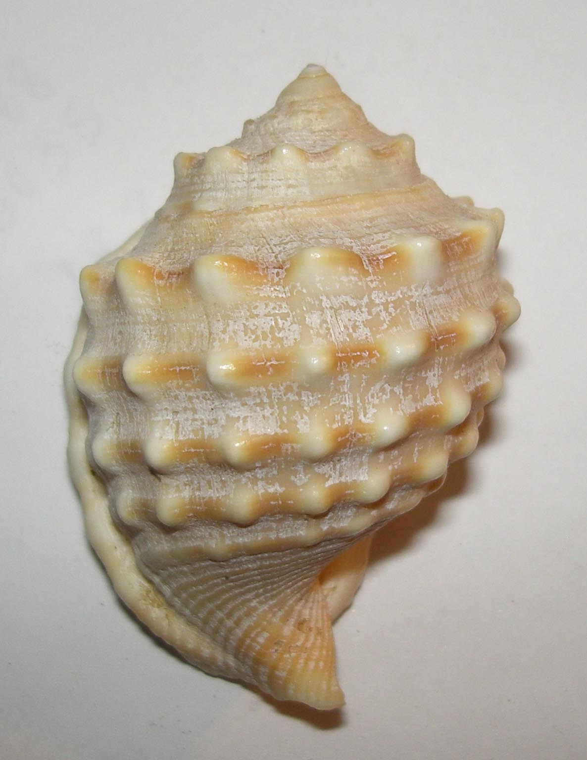 Strano cassidae