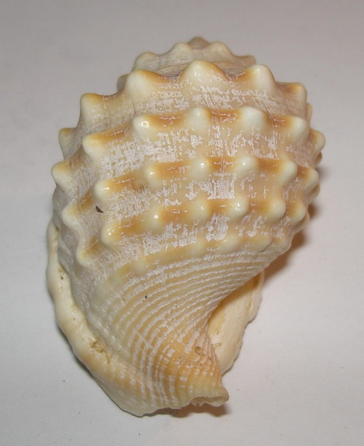 Strano cassidae