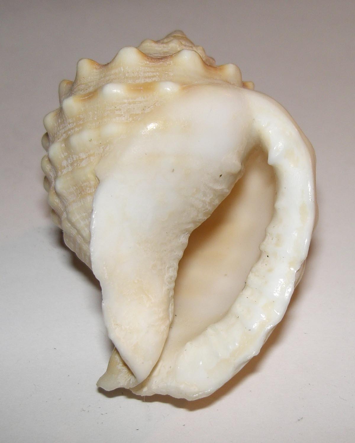Strano cassidae