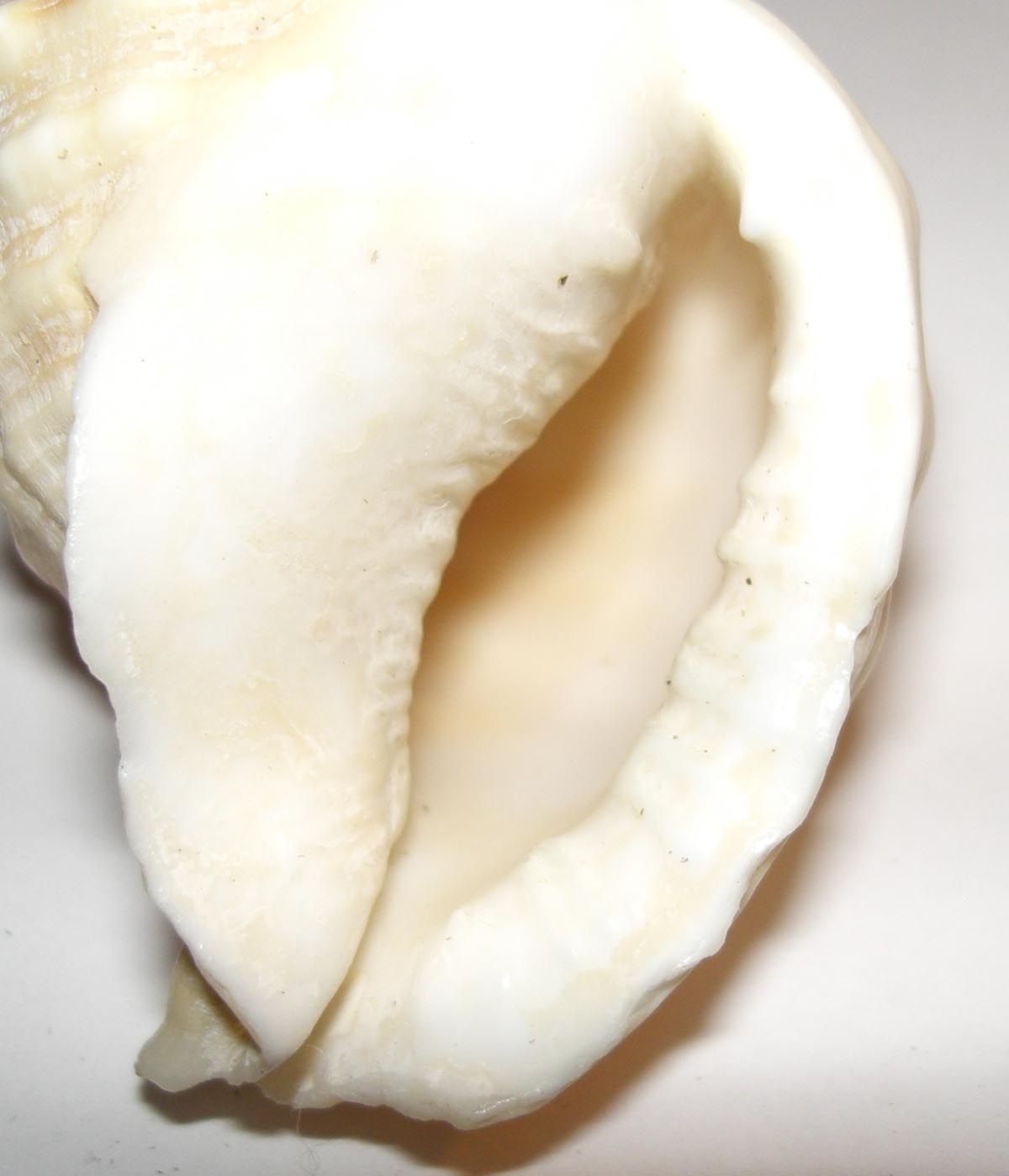 Strano cassidae