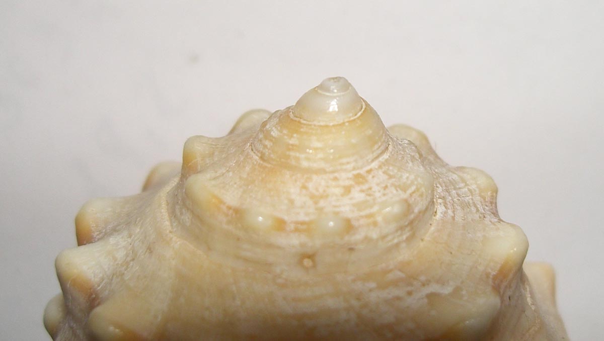 Strano cassidae