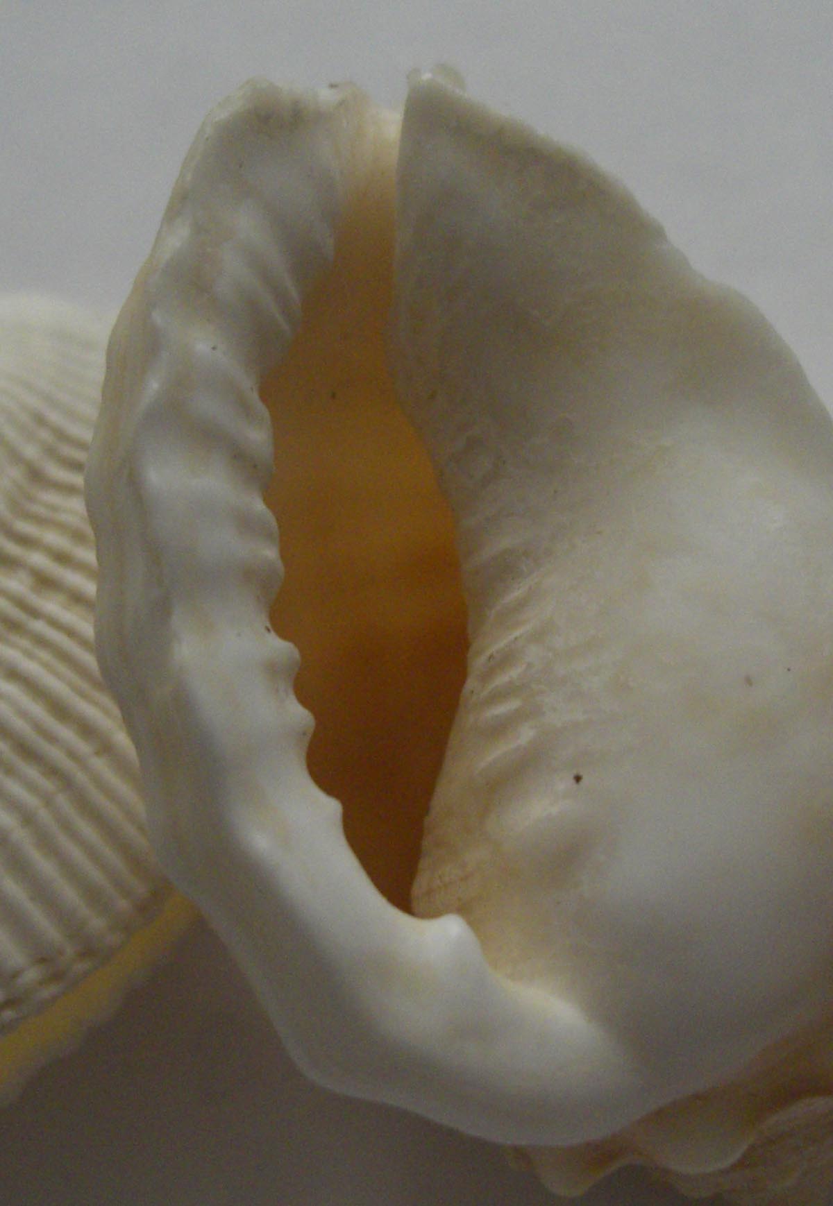 Strano cassidae