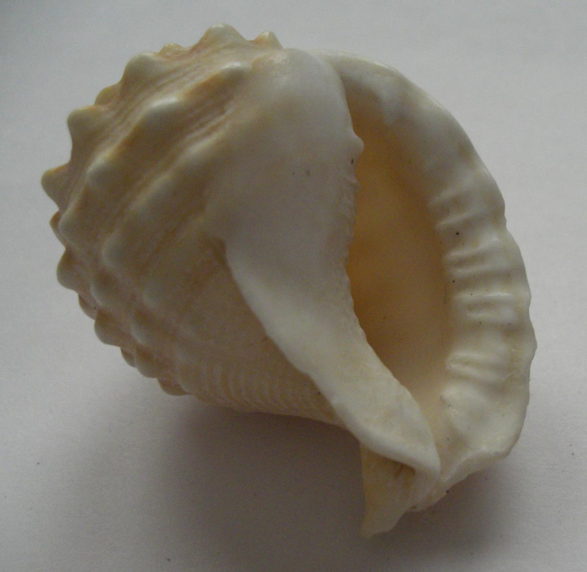 Strano cassidae