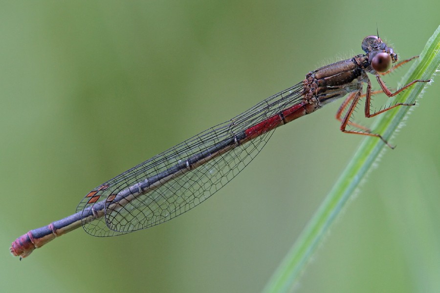 Libellula - Ceriagrion tenellum
