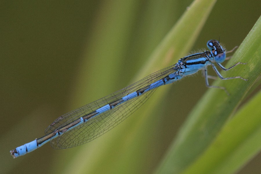 Libellula - Coenagrion caerulescens