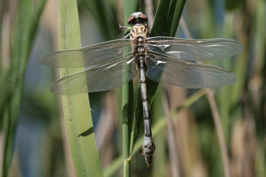 The Facts of Life: Lindenia tetraphylla