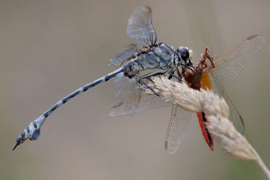 The Facts of Life: Lindenia tetraphylla