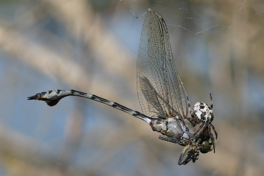 The Facts of Life: Lindenia tetraphylla