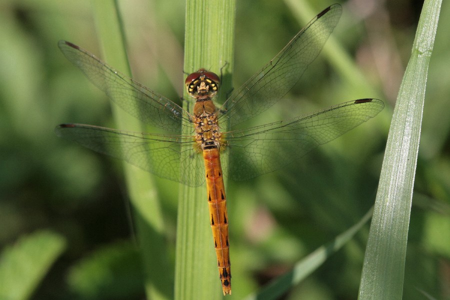 Libellula - Sympetrum depressiusculum