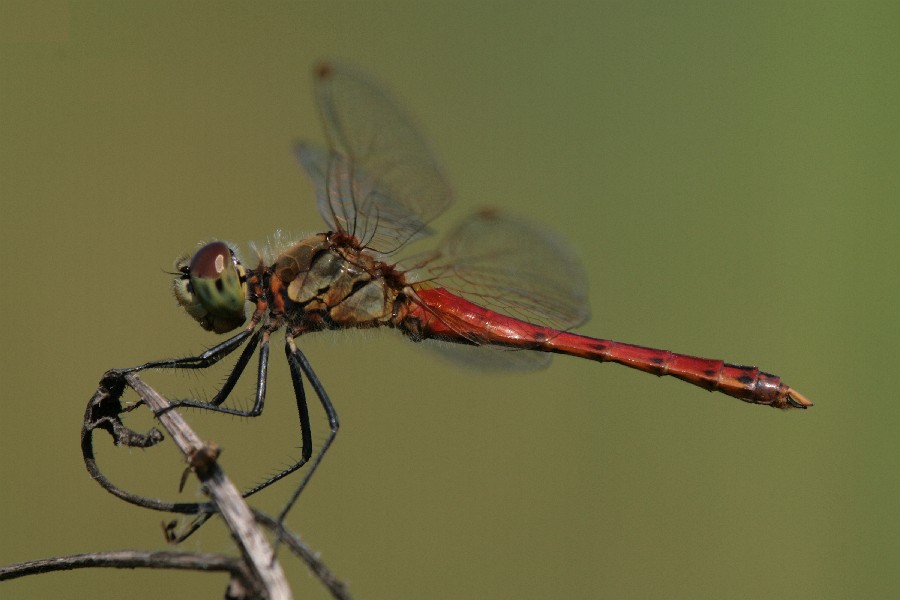 Libellula - Sympetrum depressiusculum