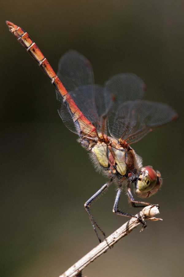 Libellula: Sympetrum striolatum