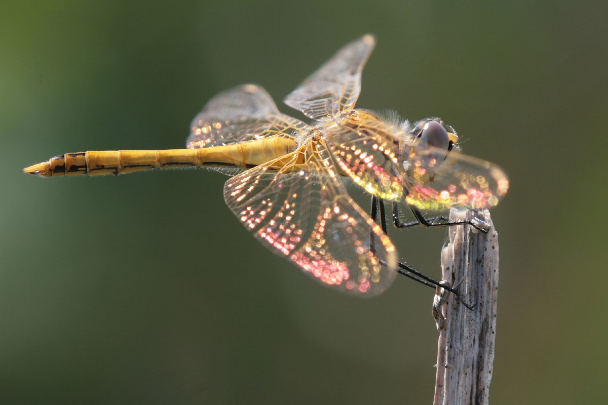 Libellula - Sympetrum fonscolombii