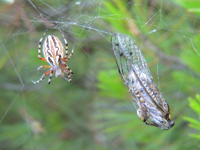 aracnidi della murgia (Aculepeira sp.)