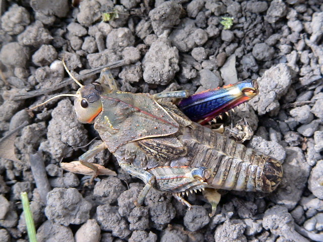 determinazione ortottero - Prionotropis appula
